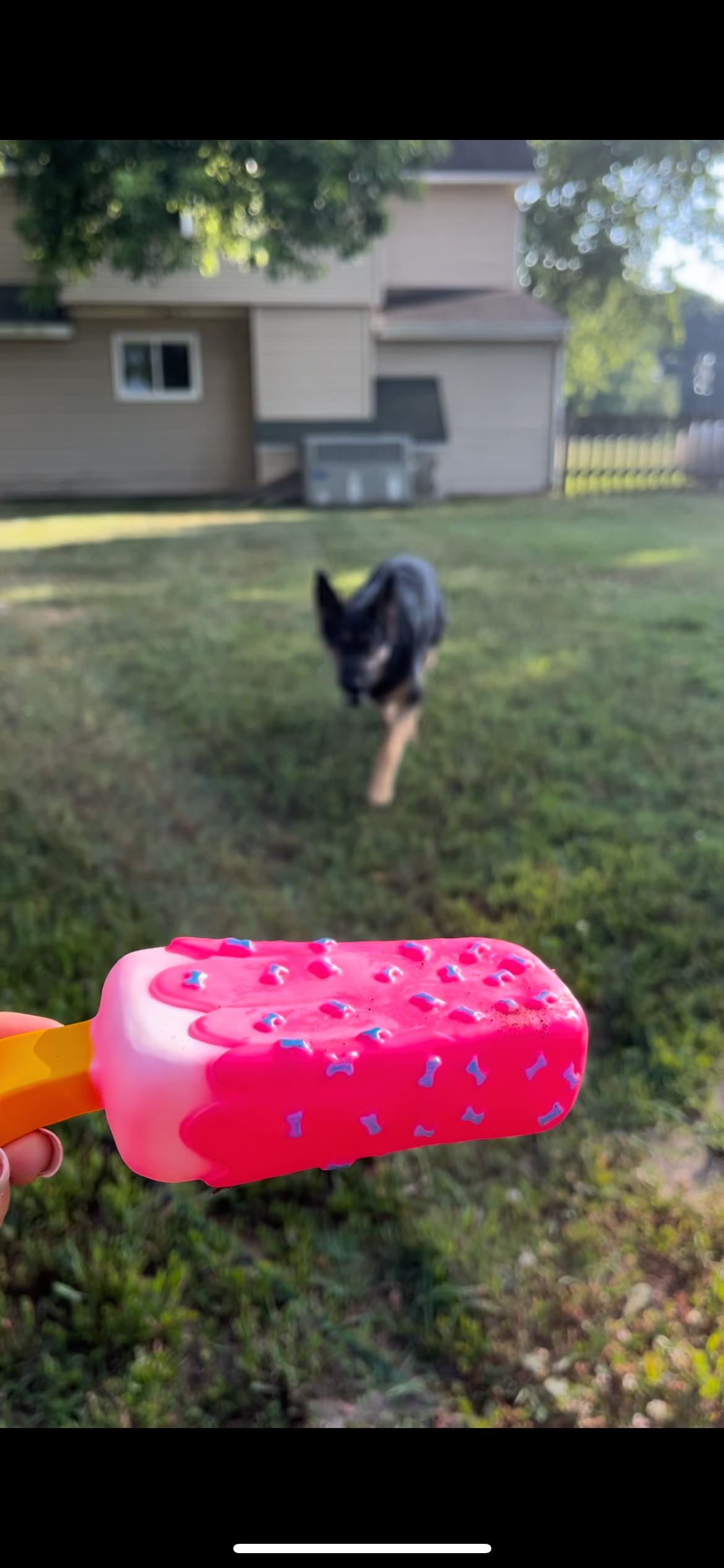 Popsicle dog toy