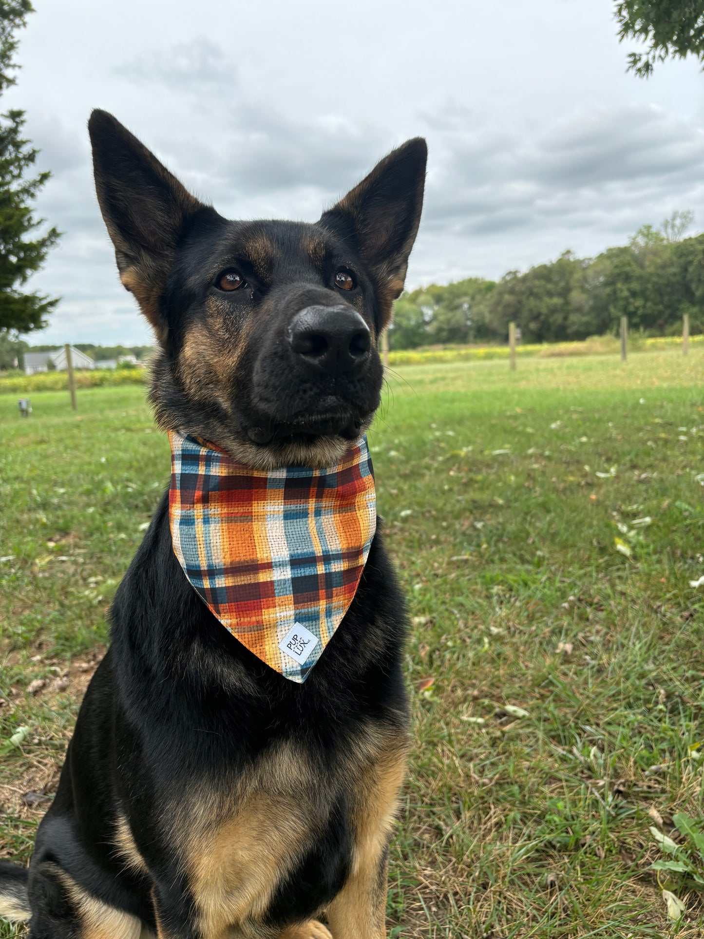 Pups & Plaid bandana