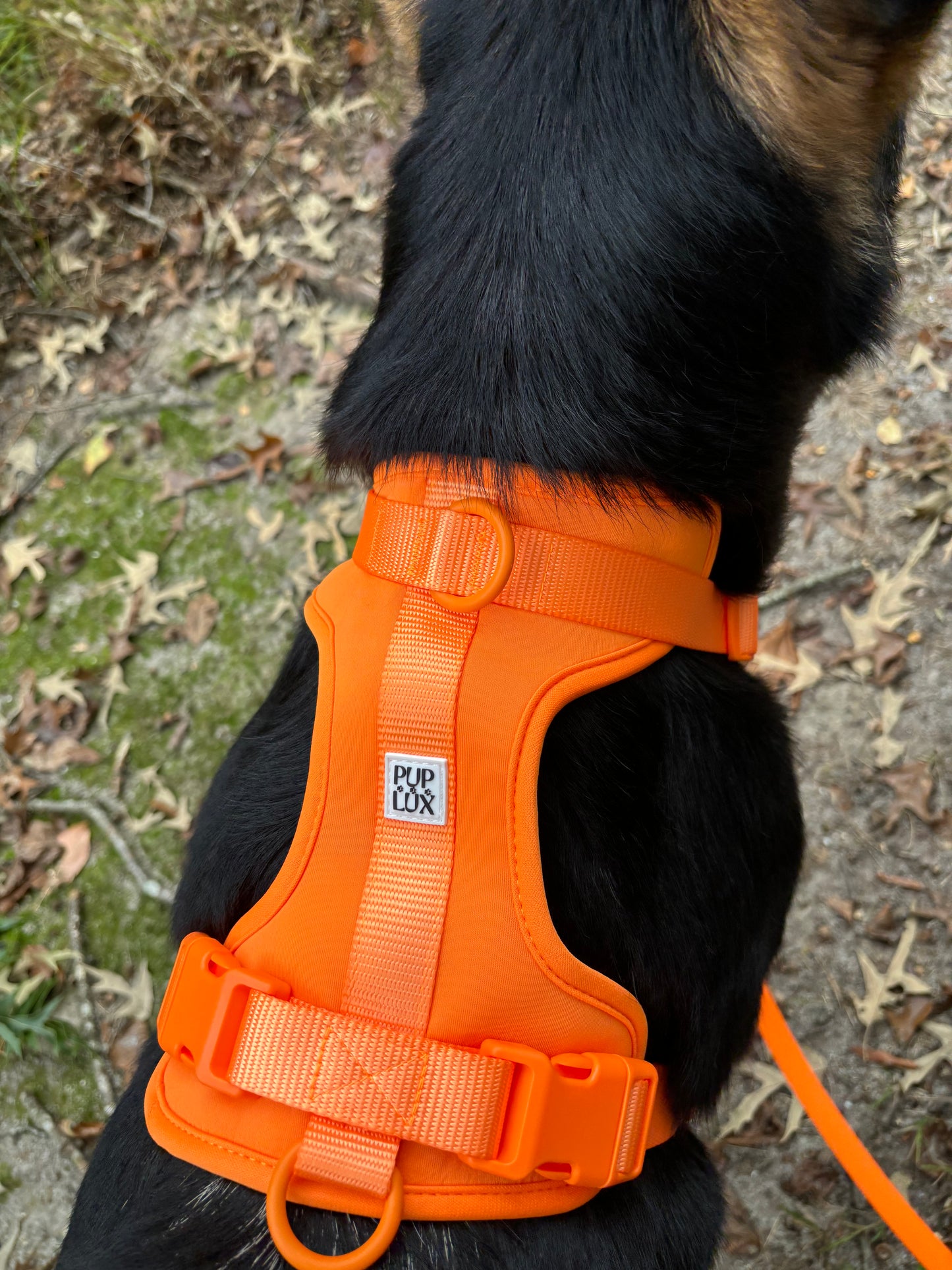 LIMITED EDITION HARNESS