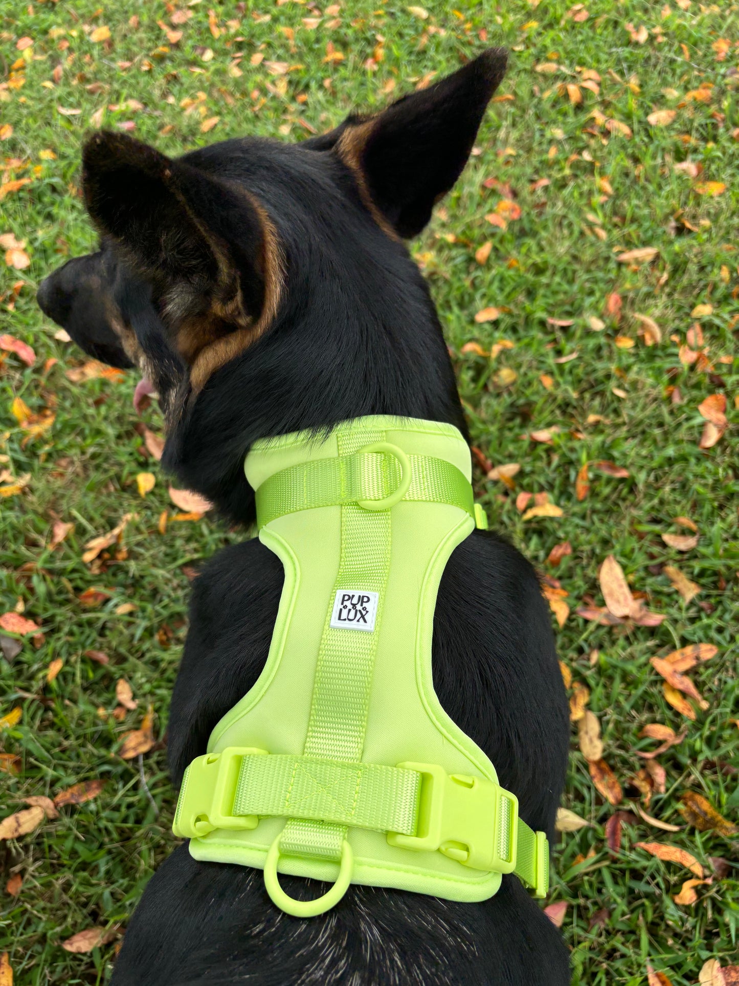 LIMITED EDITION HARNESS & LEASH BUNDLE