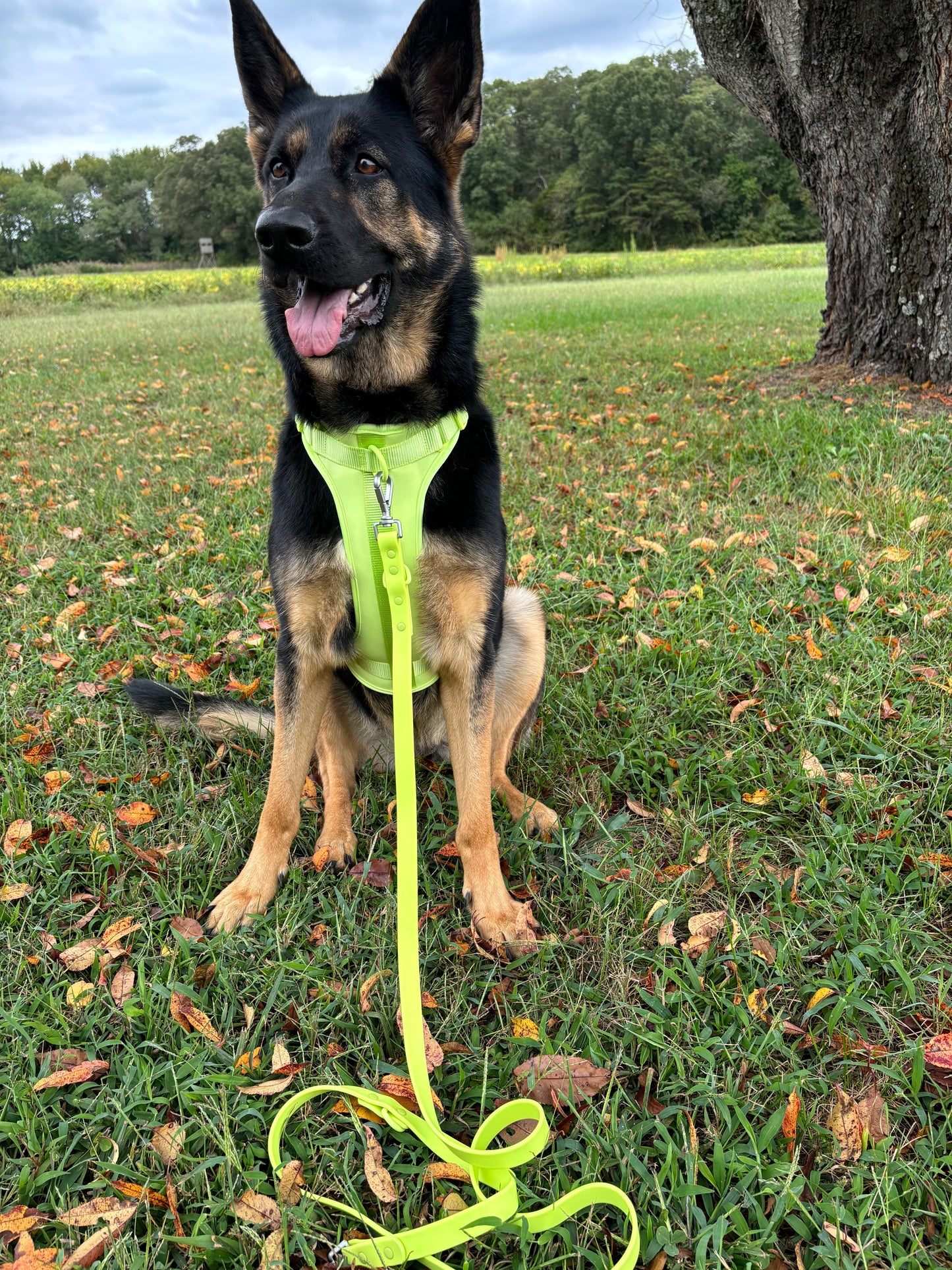 CUSTOM LIMITED EDITION HARNESS & LEASH BUNDLE