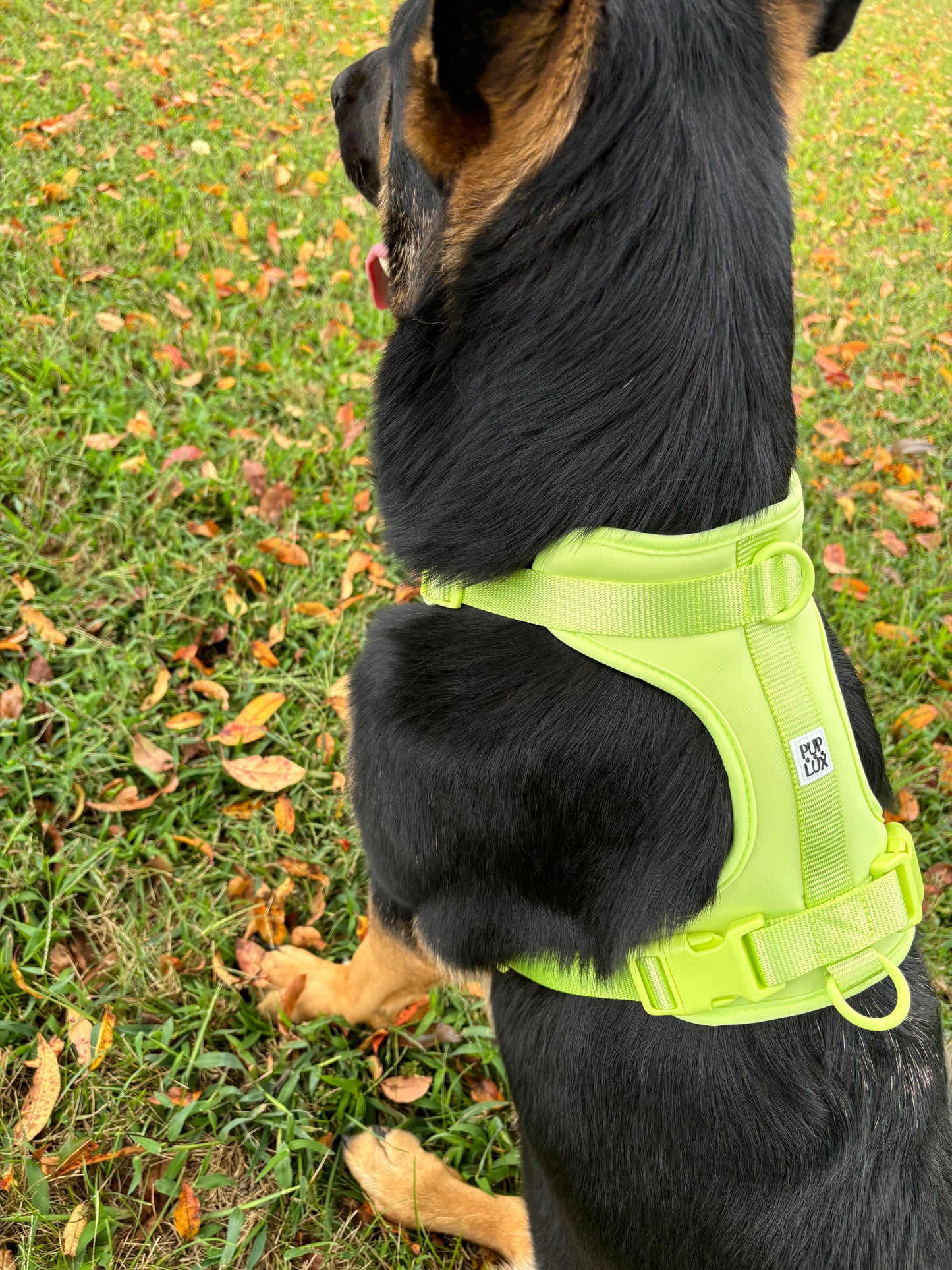 LIMITED EDITION CUSTOM HARNESS