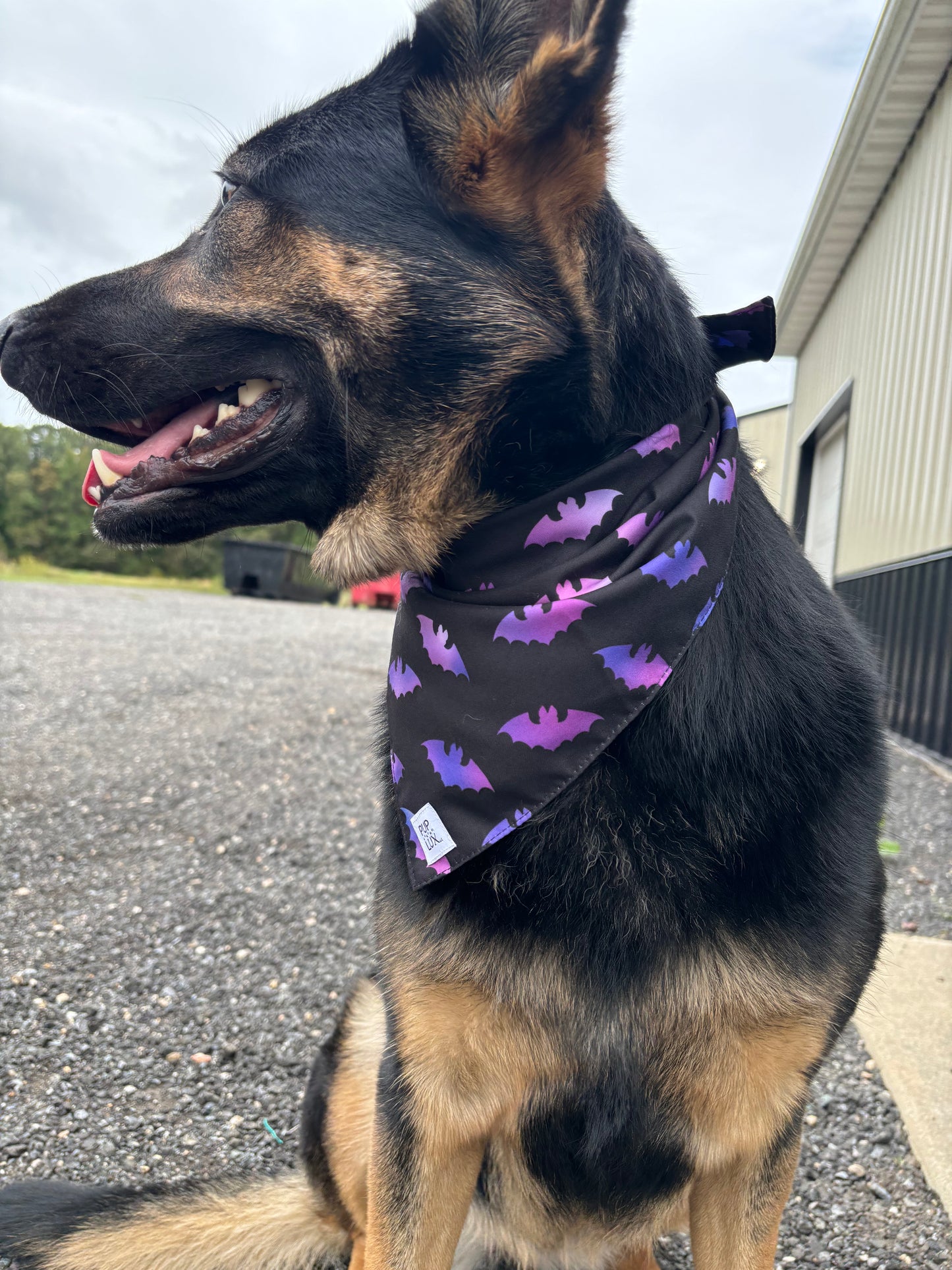 Bat-ty bandana