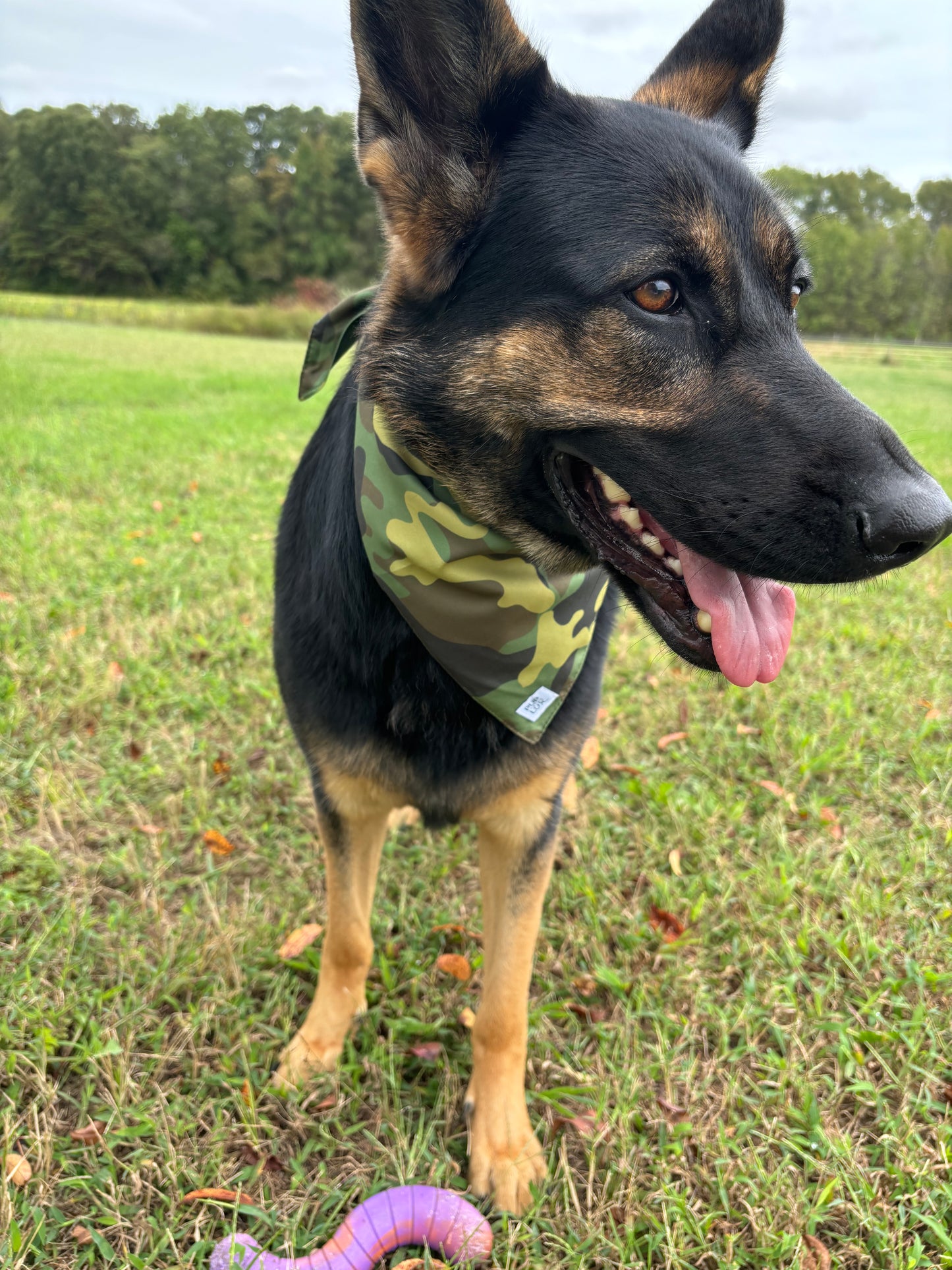 Into the wild bandana